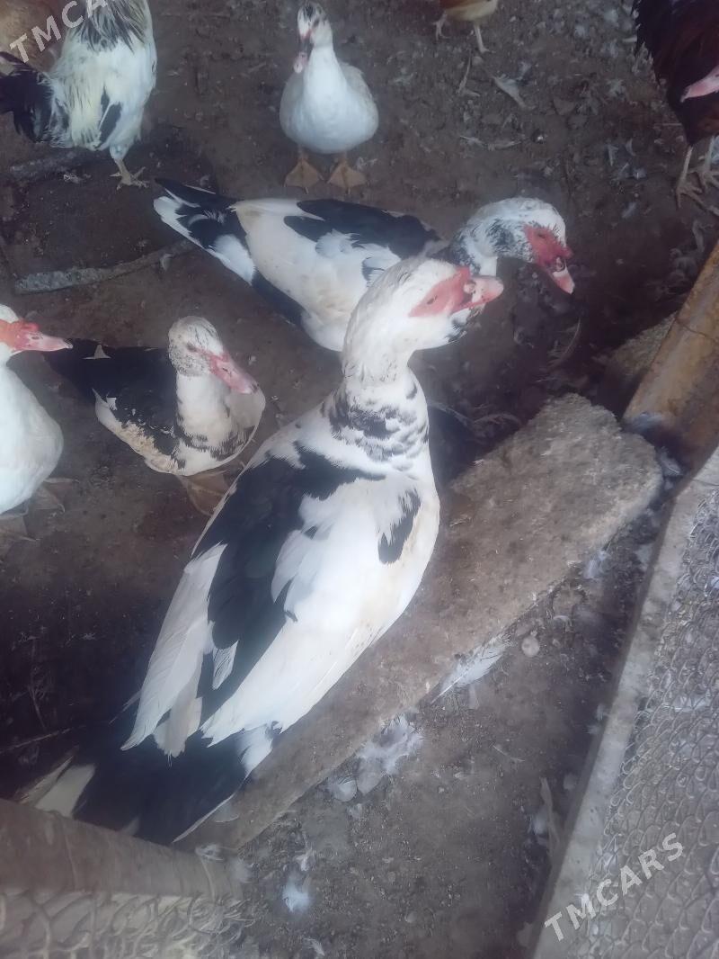 ördek. - Ашхабад - img 2