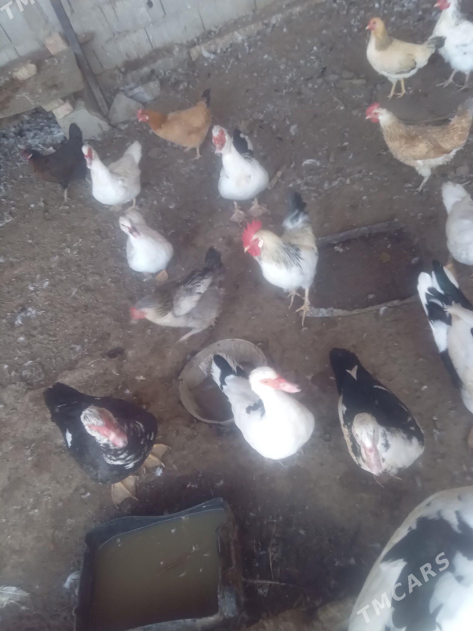 ördek. - Ашхабад - img 4