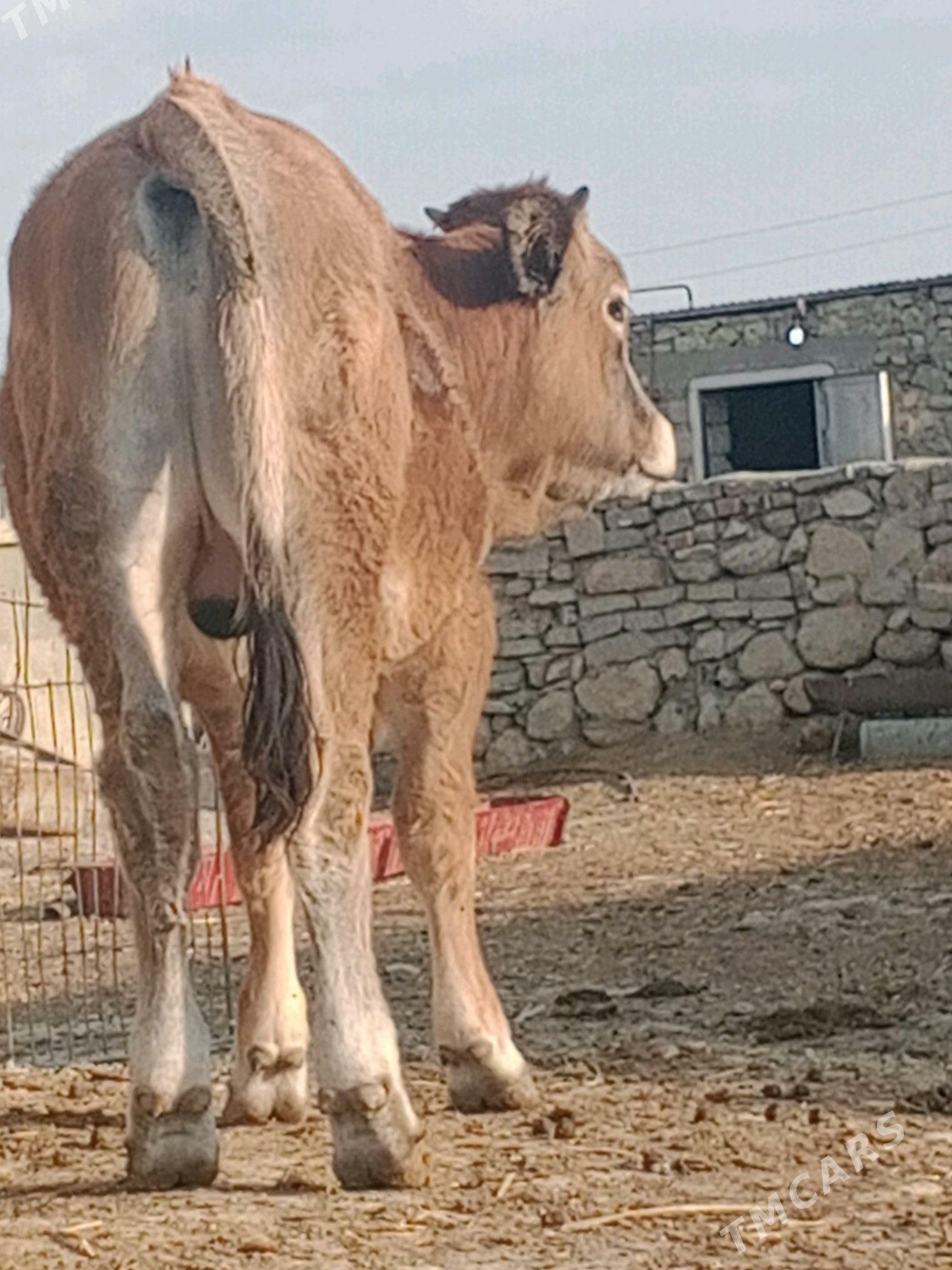 öküz şbet - Берекет - img 3