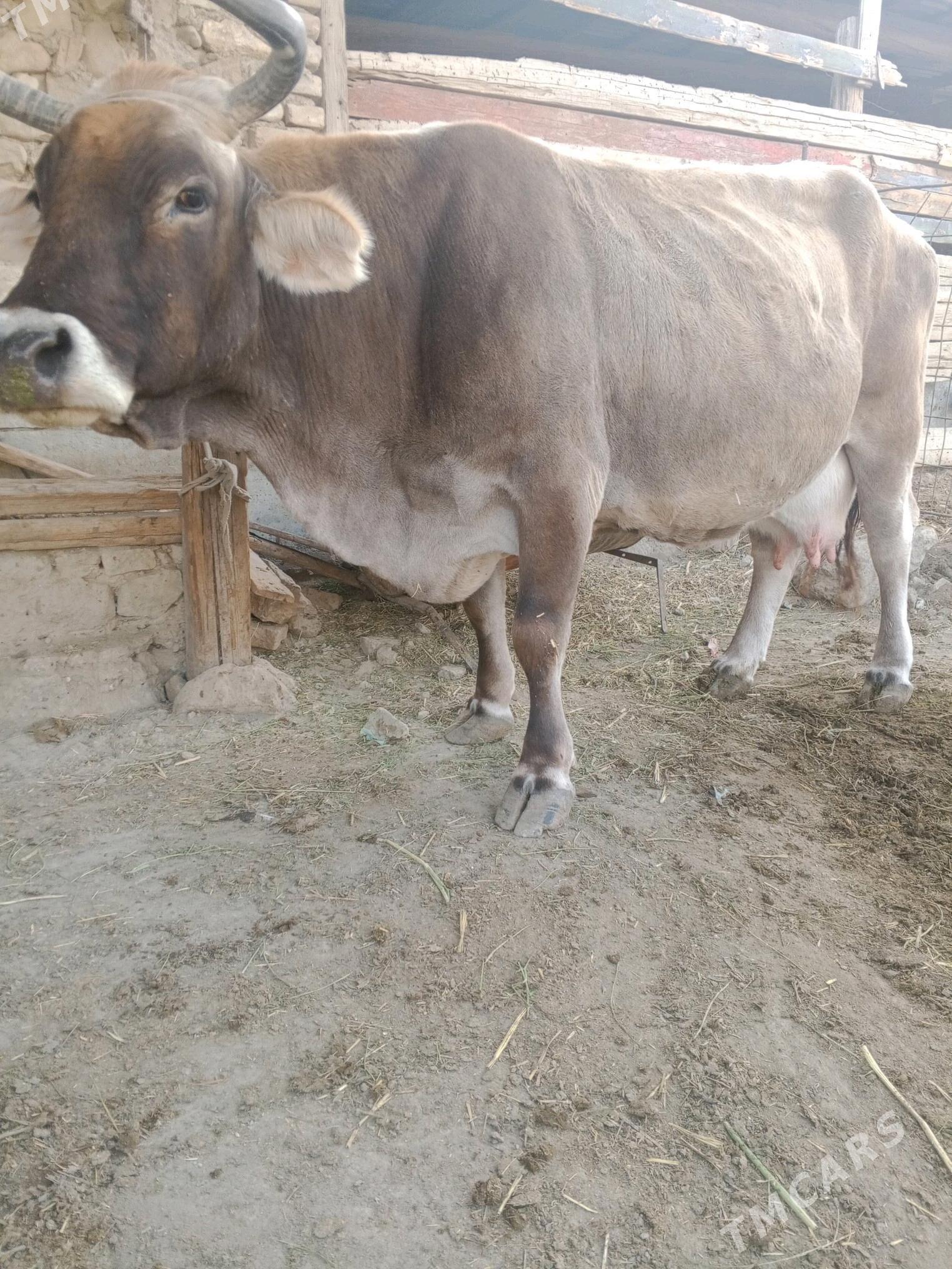 öküz şbet - Берекет - img 4