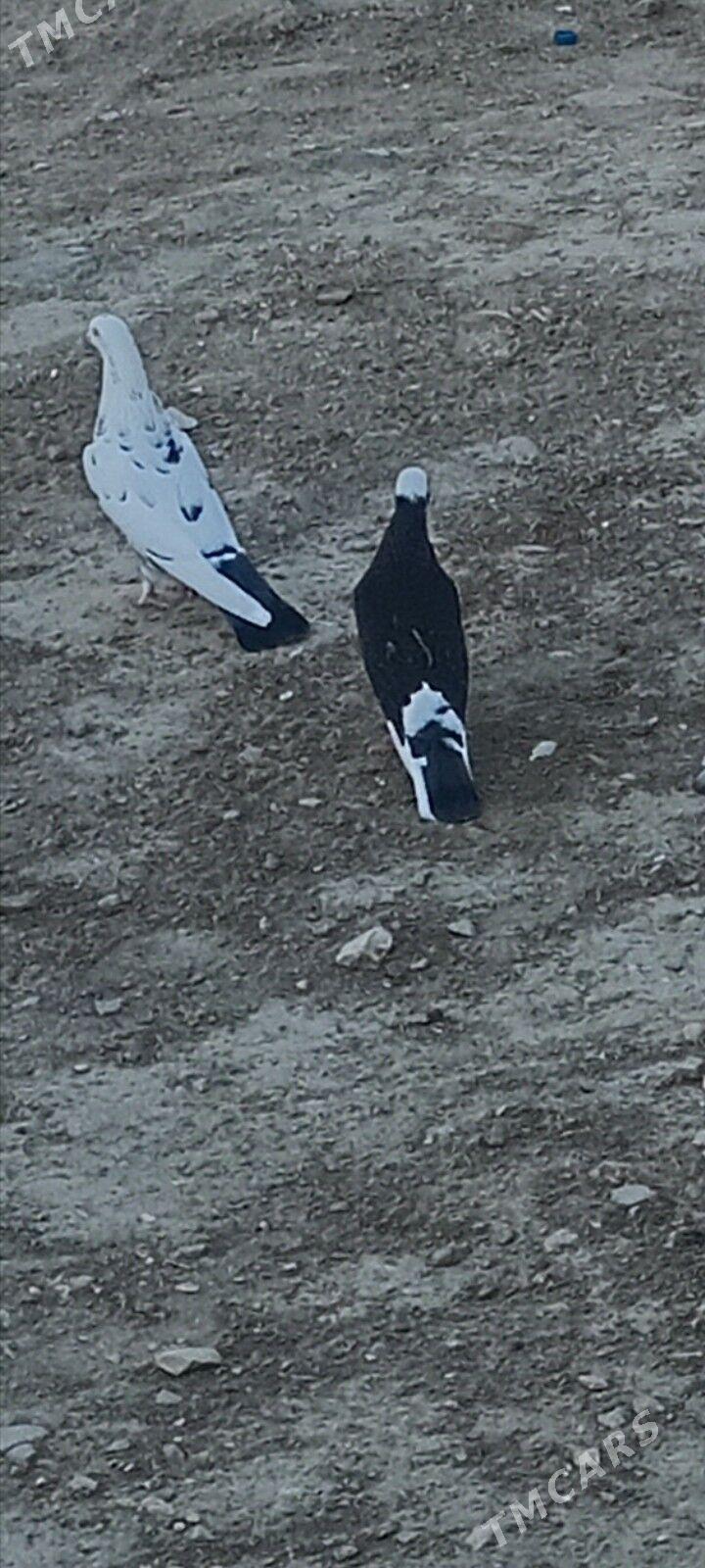 kepderi - Берекет - img 3