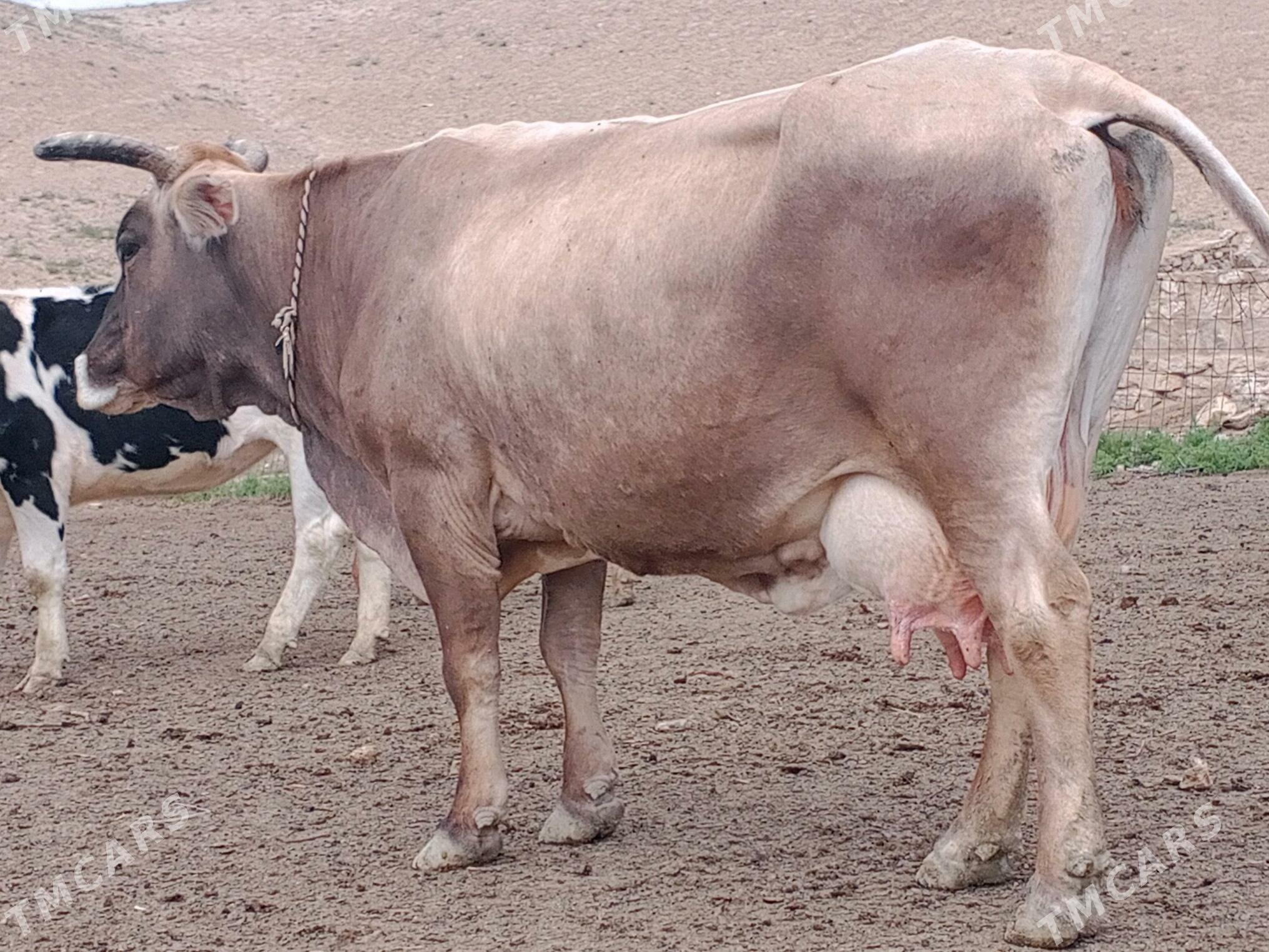 öküz şbet - Берекет - img 5