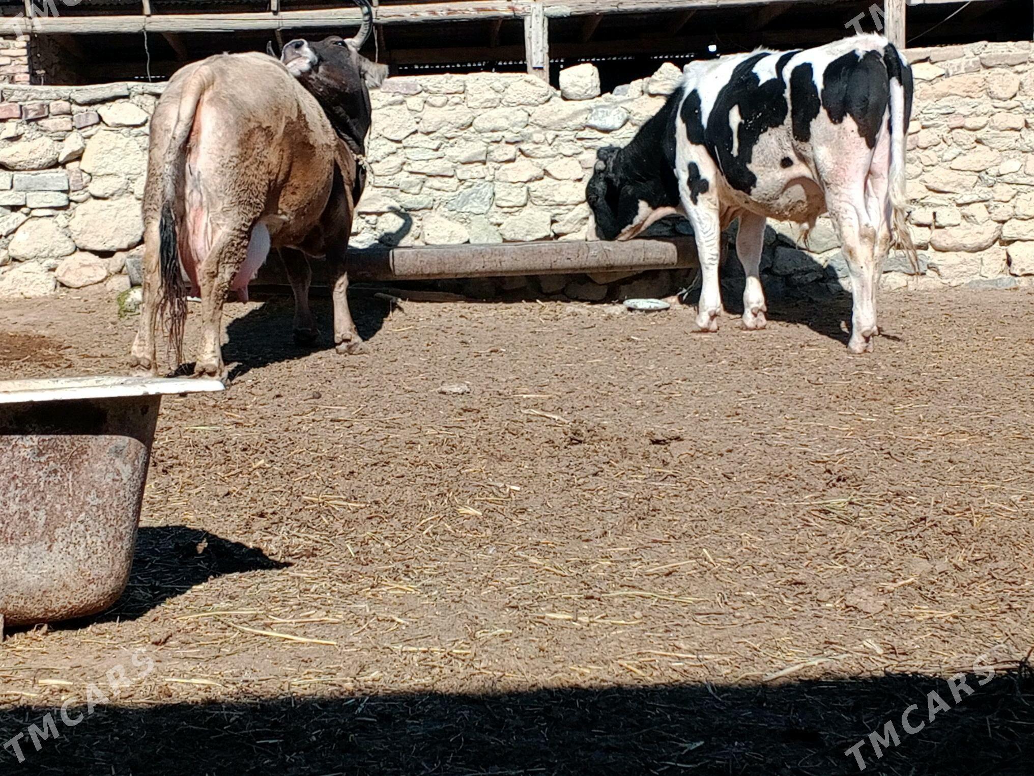 öküz şbet - Берекет - img 6