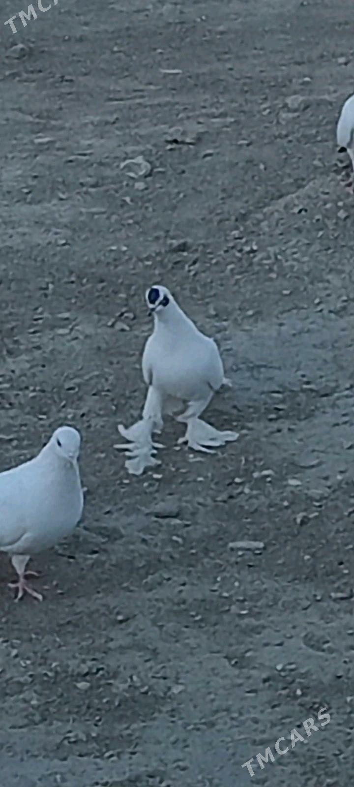 kepderi - Берекет - img 2