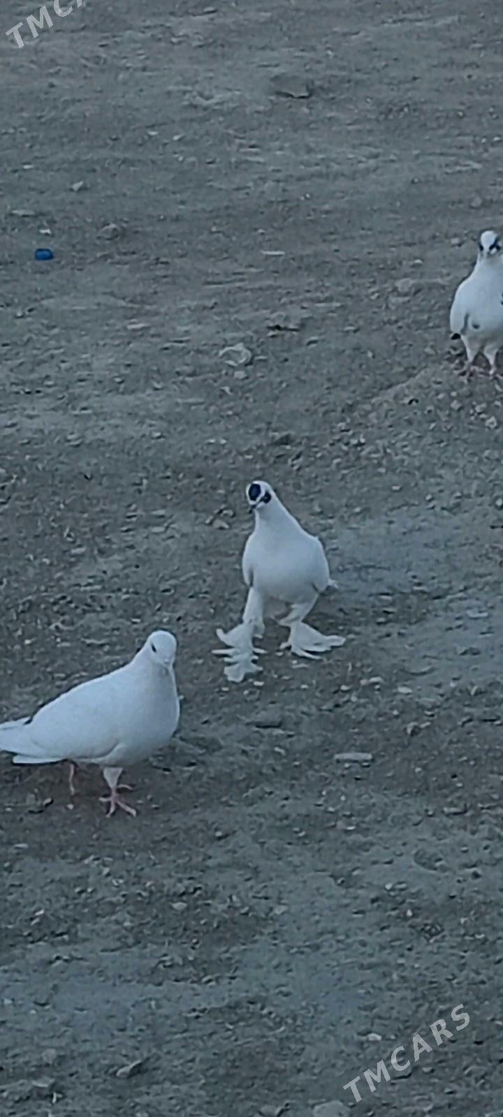 kepderi - Берекет - img 4