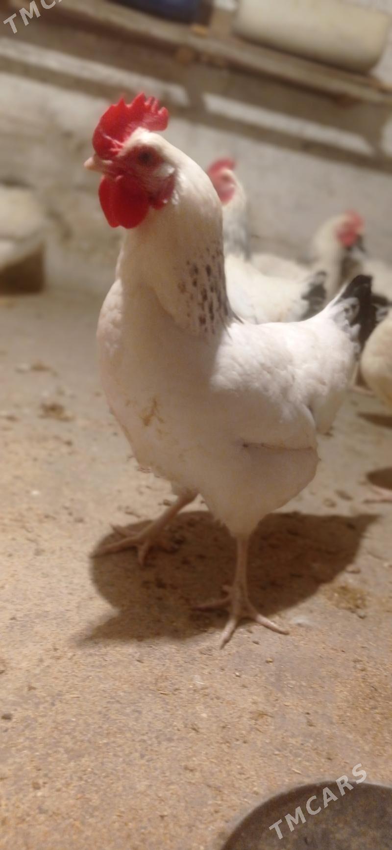 Yumurtga - Büzmeýin - img 6