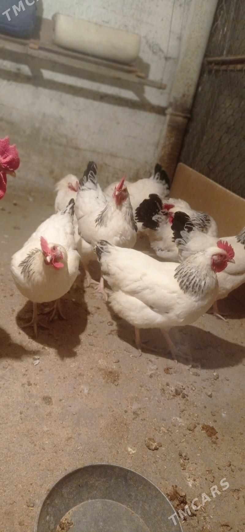 Yumurtga - Büzmeýin - img 3