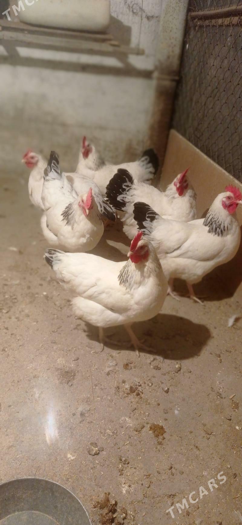 Yumurtga - Büzmeýin - img 2