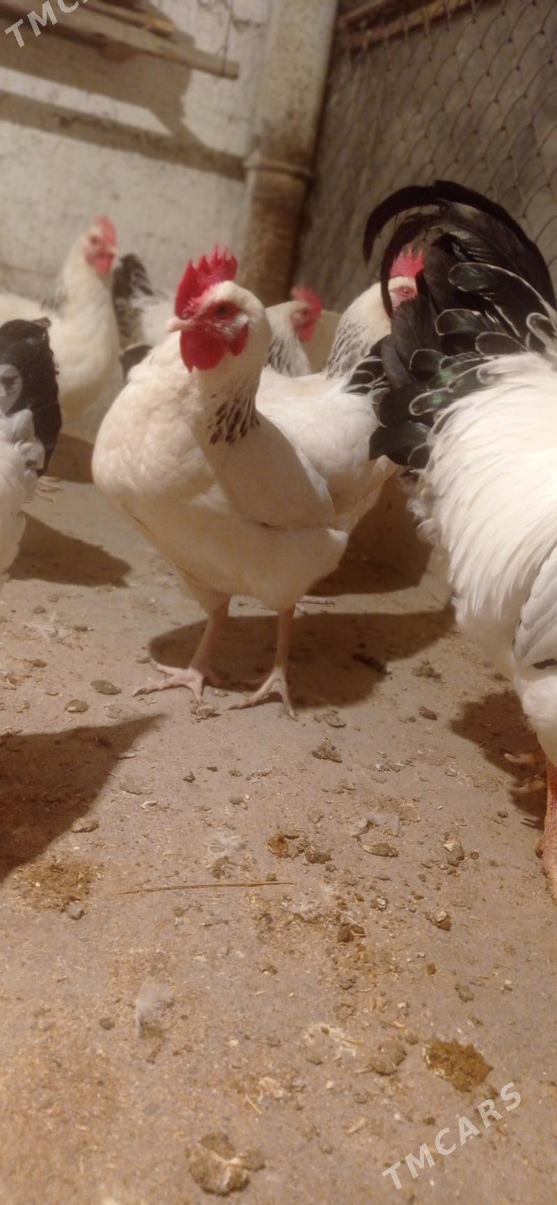 Yumurtga - Büzmeýin - img 4