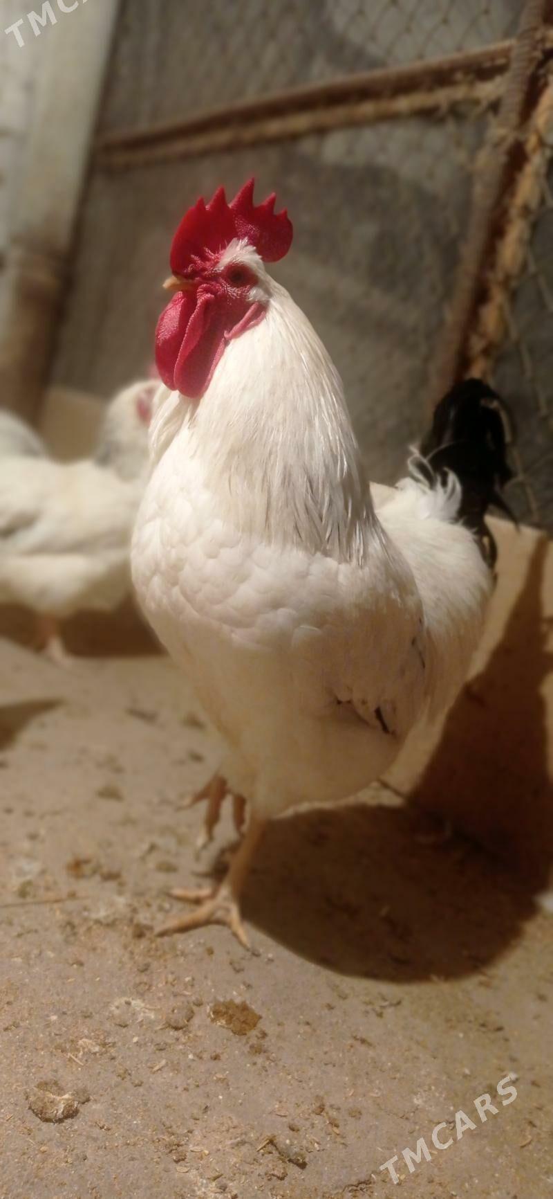 Yumurtga - Büzmeýin - img 5