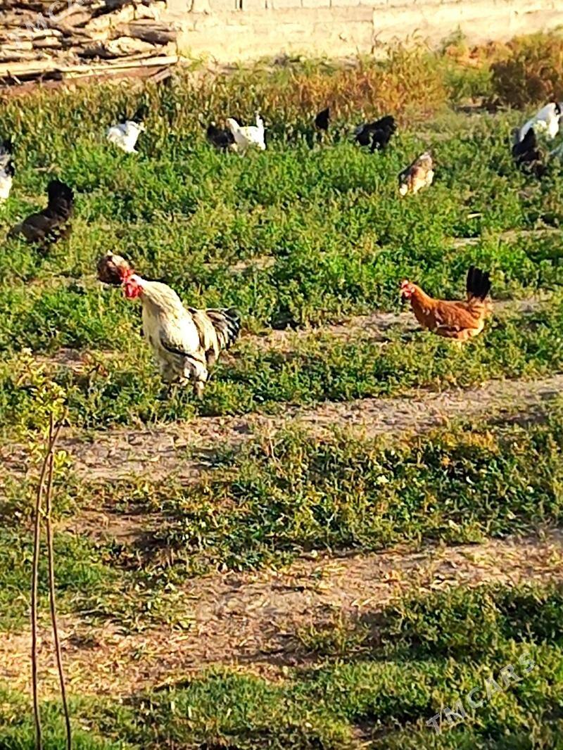 Towuk paroda - Gökdepe - img 1