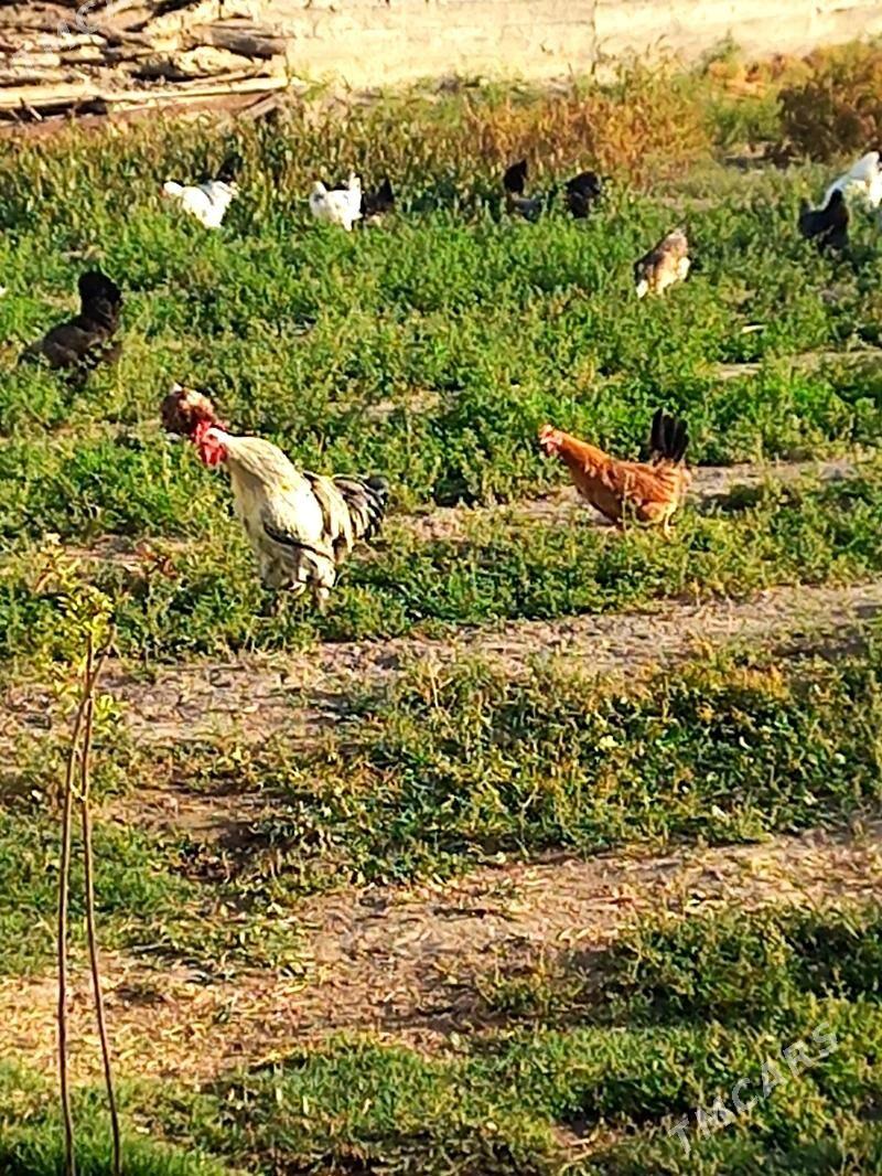 Towuk paroda - Gökdepe - img 2