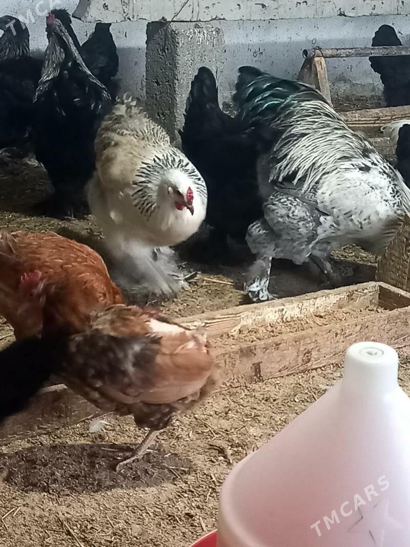 Towuk paroda - Gökdepe - img 7