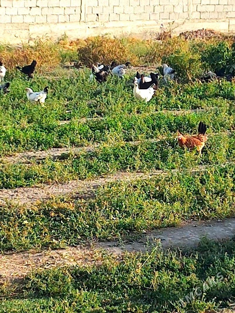 Towuk paroda - Gökdepe - img 4