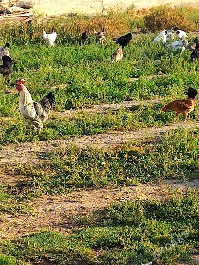 Towuk paroda - Gökdepe - img 6