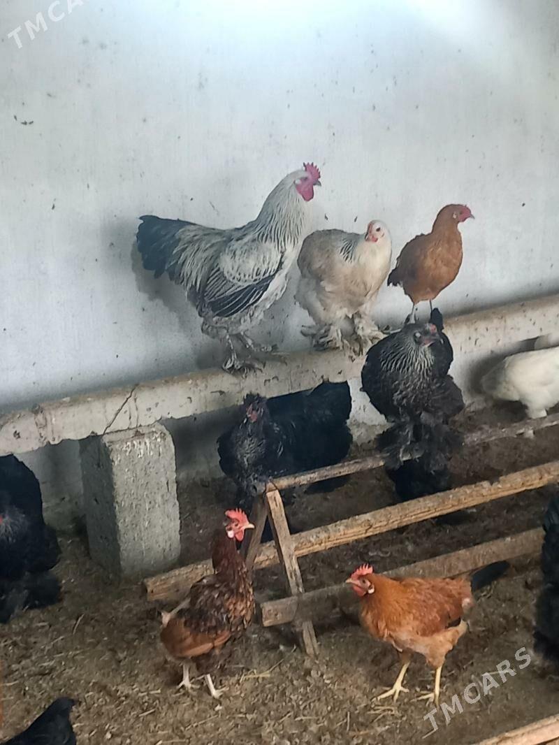 Towuk paroda - Gökdepe - img 9