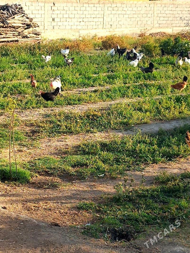 Towuk paroda - Gökdepe - img 3