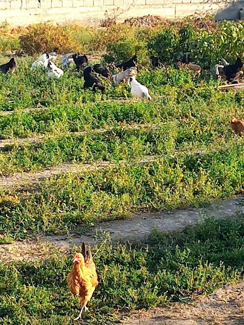 Towuk paroda - Gökdepe - img 5