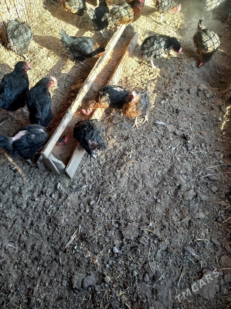 Towuk ATAKYSLAR - Gökdepe - img 4