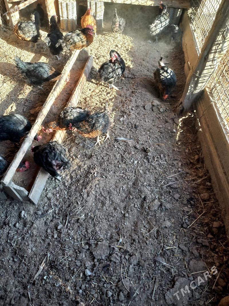 Towuk ATAKYSLAR - Gökdepe - img 3