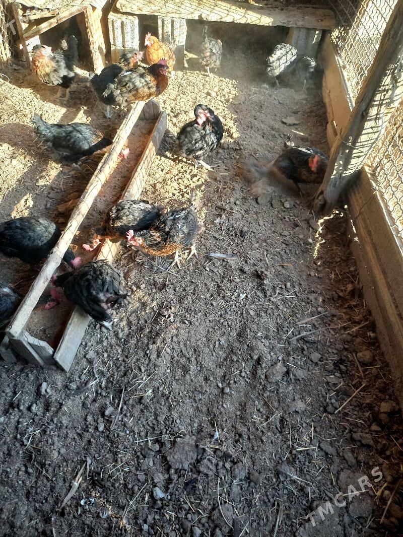 Towuk ATAKYSLAR - Gökdepe - img 2