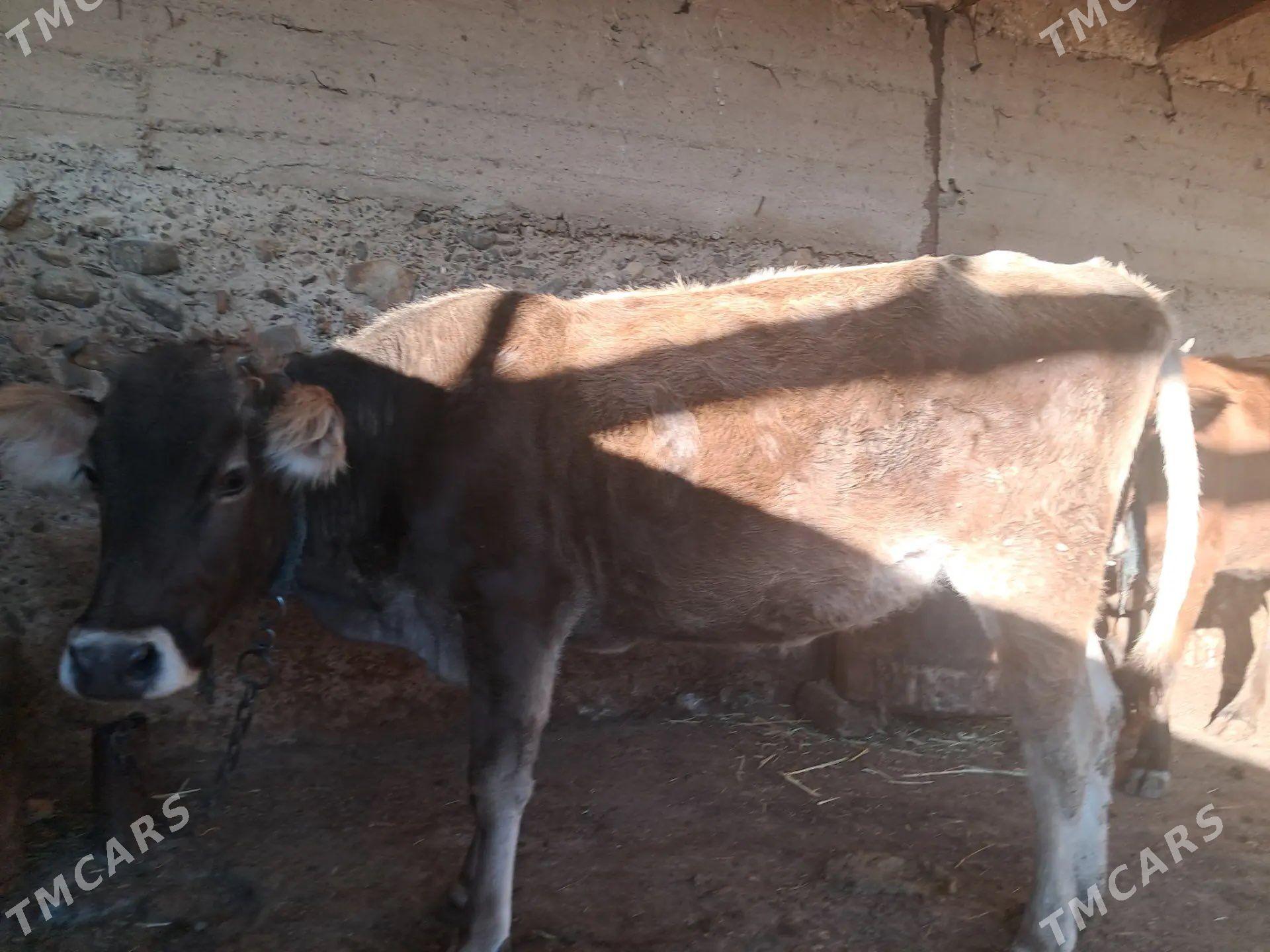 Okuz sygyr - Гызыларбат - img 5