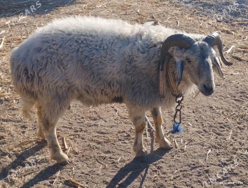 Goç - Şabat etr. - img 1