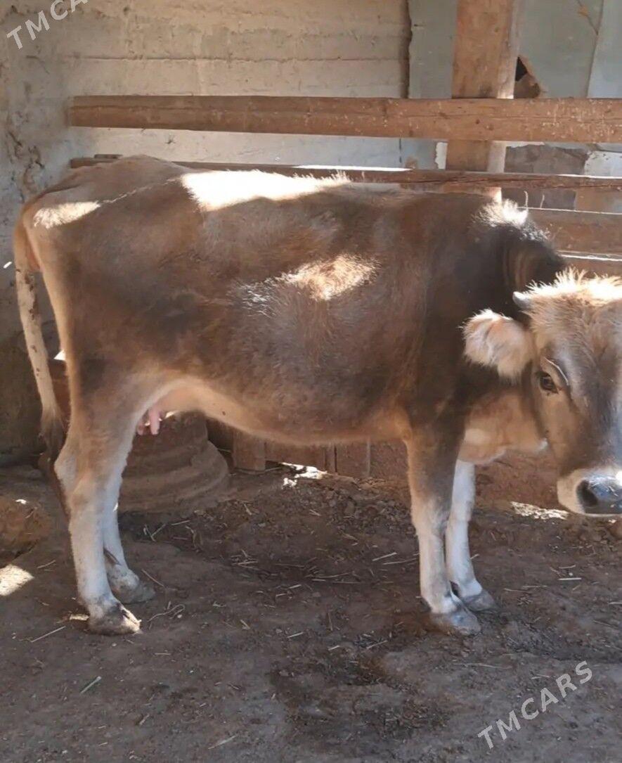 Okuz sygyr - Гызыларбат - img 4