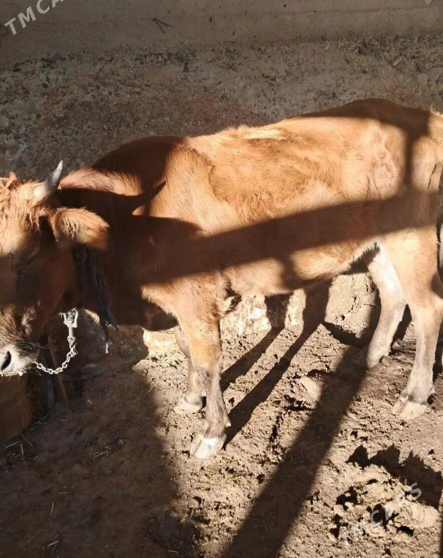 Okuz sygyr - Гызыларбат - img 6