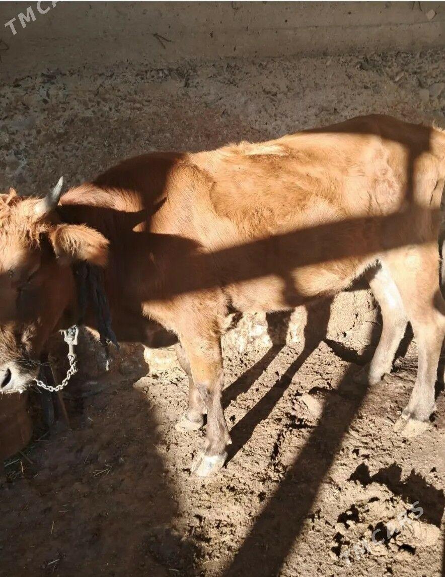 Okuz sygyr - Гызыларбат - img 9