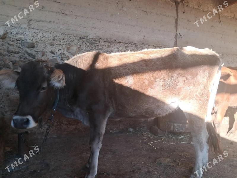 Okuz sygyr - Гызыларбат - img 10