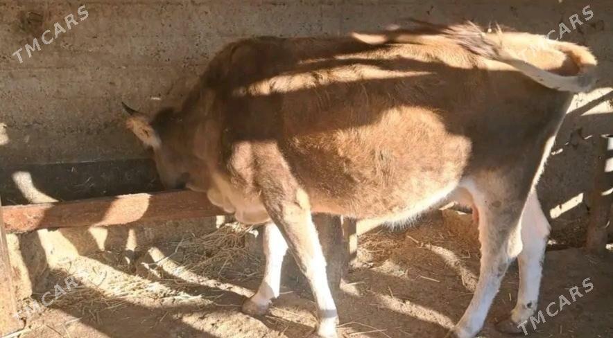 Okuz sygyr - Гызыларбат - img 2