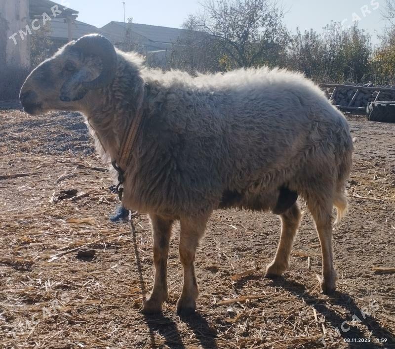 Goç - Şabat etr. - img 2