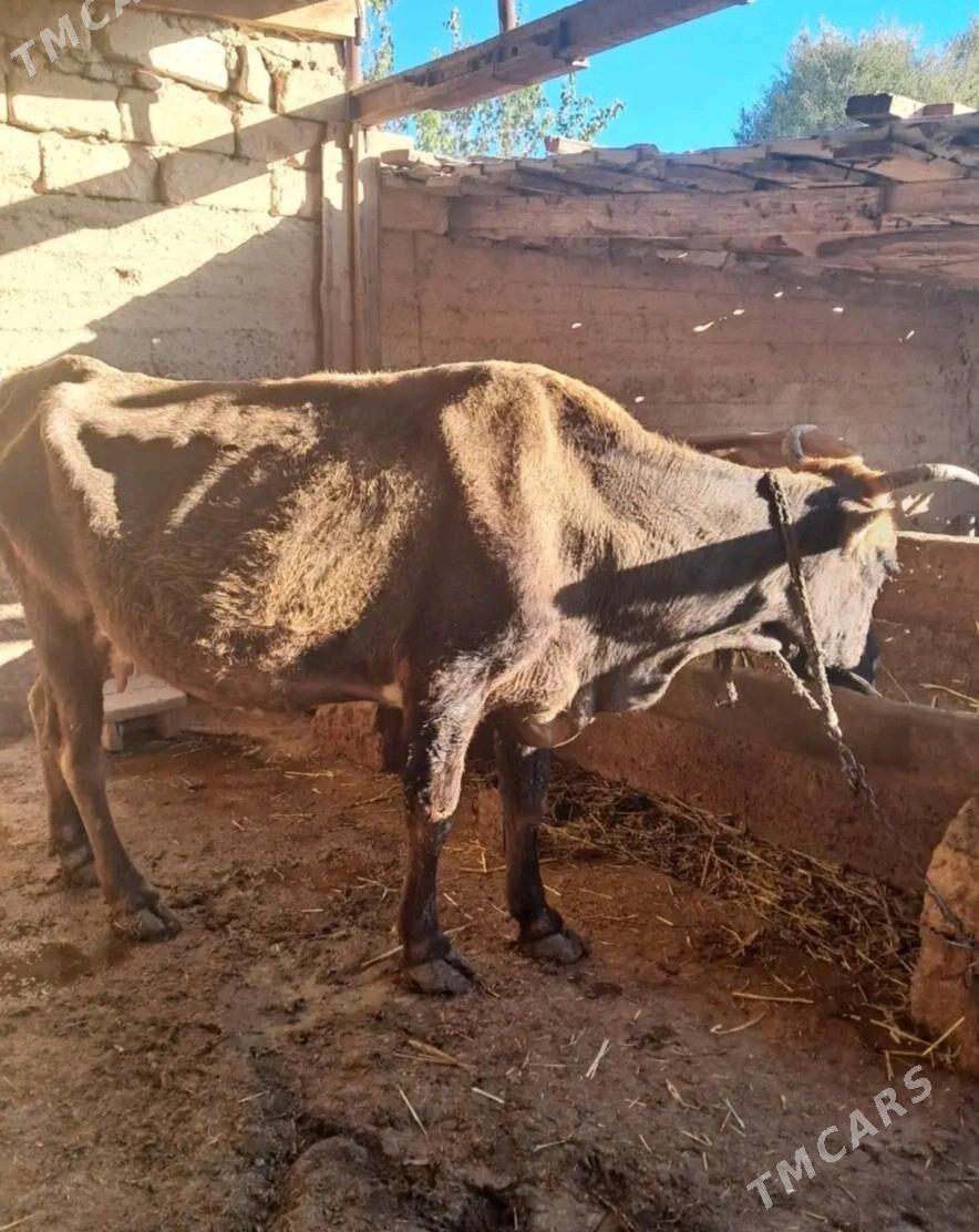 Okuz sygyr - Гызыларбат - img 7