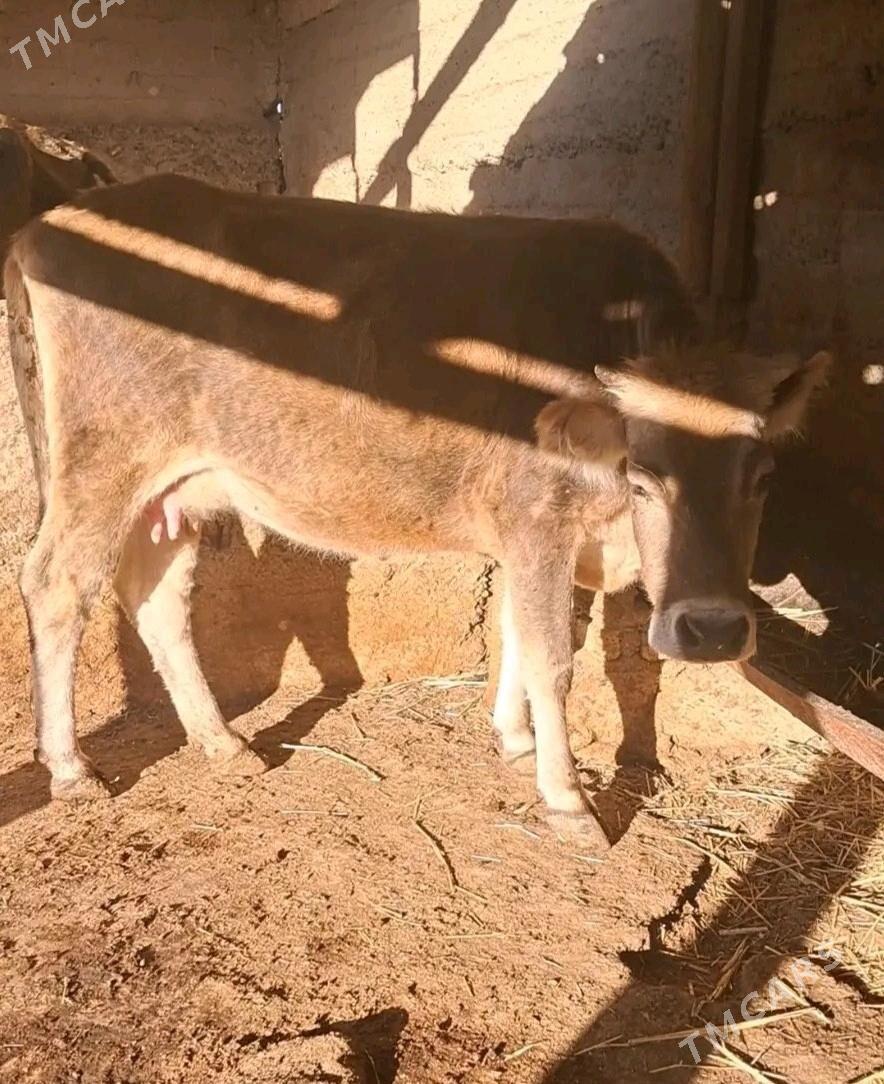 Okuz sygyr - Гызыларбат - img 3