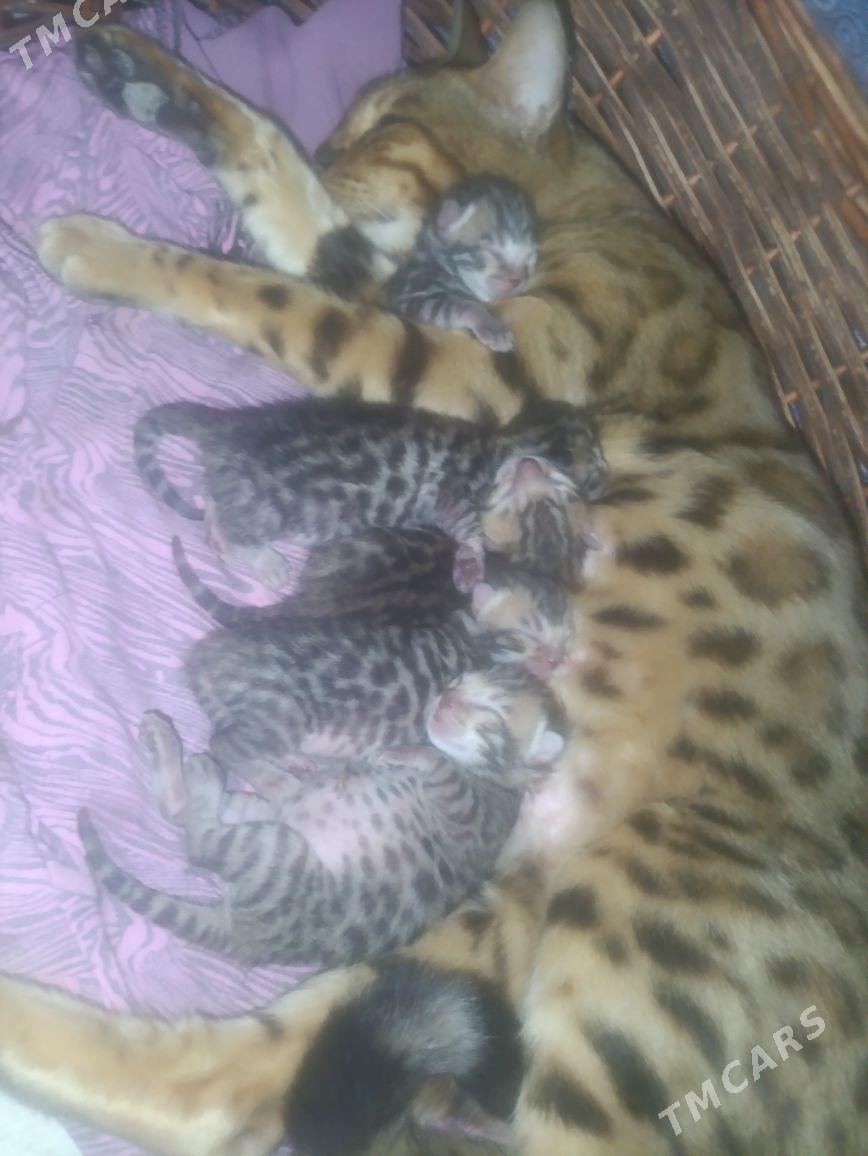 bengal kotyata pisik - Аркадаг - img 4