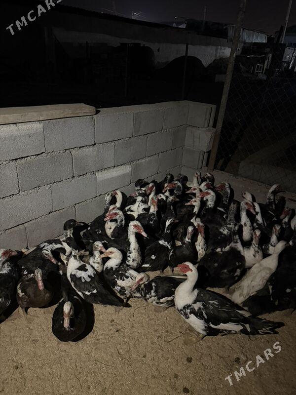 indautga ordek - Büzmeýin - img 3