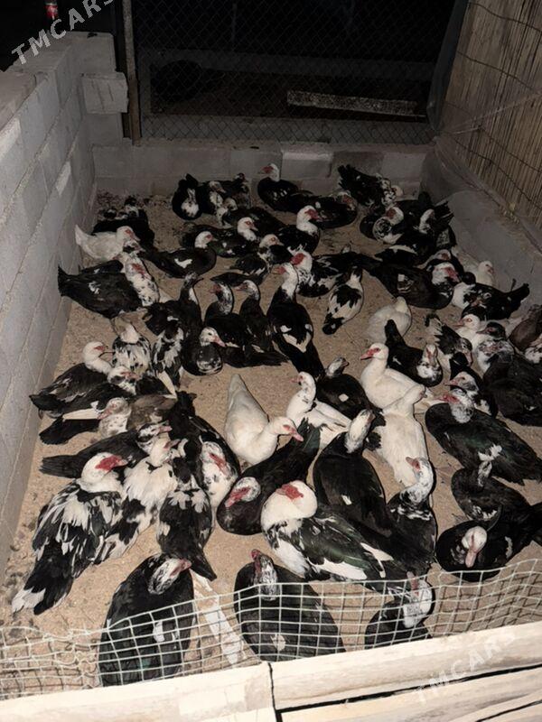 indautga ordek - Büzmeýin - img 1