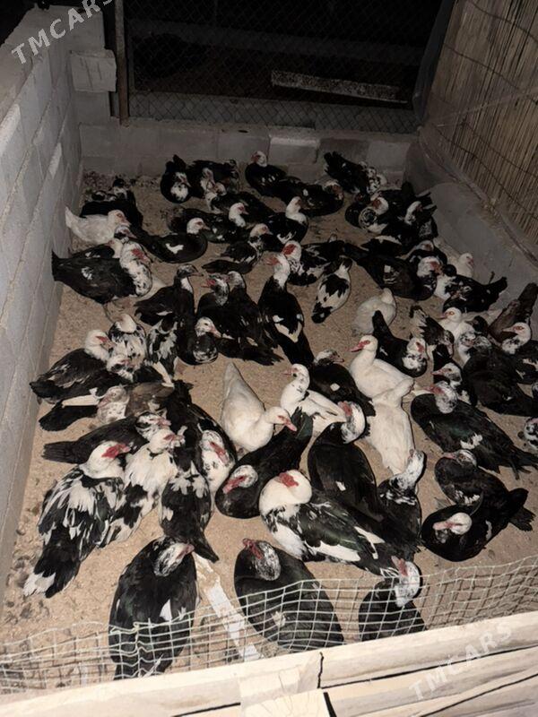 indautga ordek - Büzmeýin - img 8