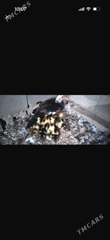 indautga ordek - Büzmeýin - img 9