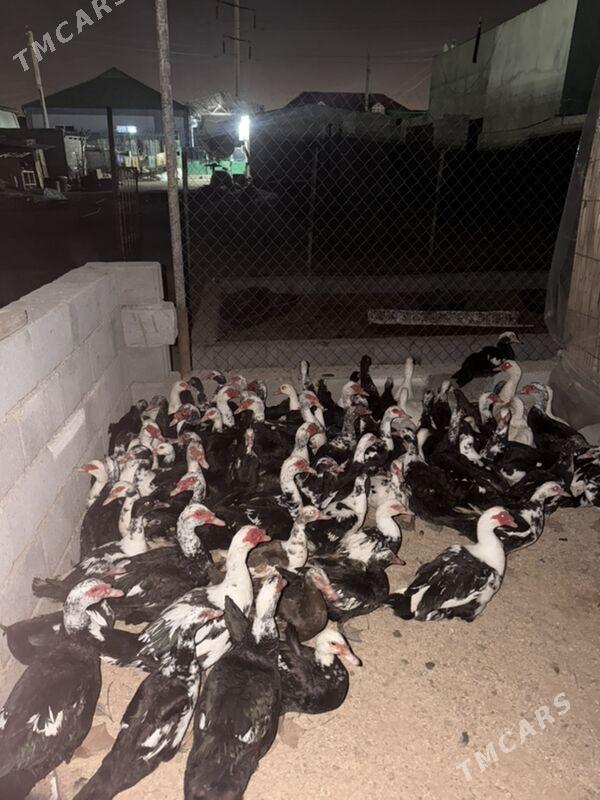 indautga ordek - Büzmeýin - img 2