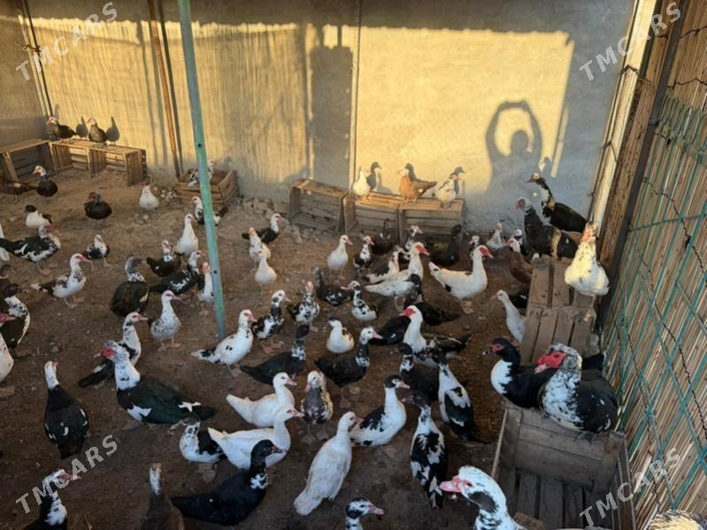 indautga ordek - Büzmeýin - img 7