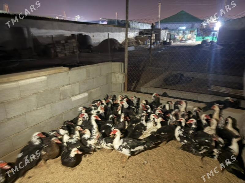 indautga ordek - Büzmeýin - img 4