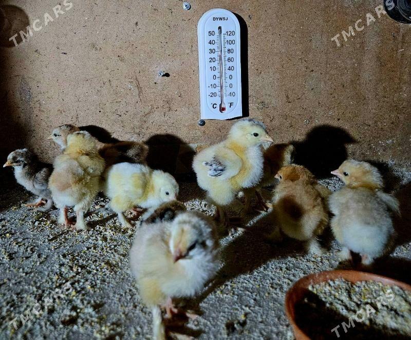 BRAMA JÜÝJE - Gökdepe - img 2