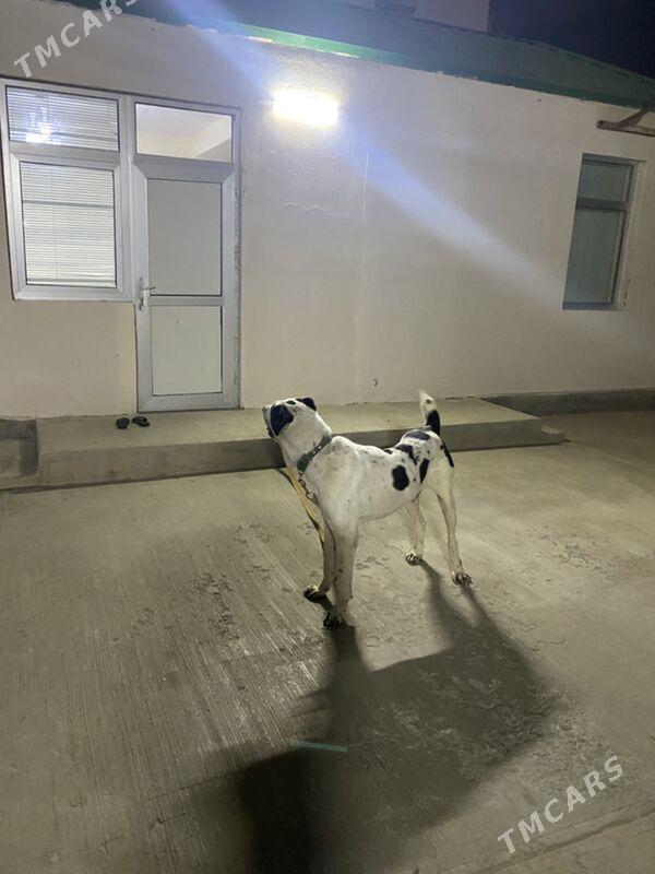 Alabay gujik it - Ашхабад - img 3