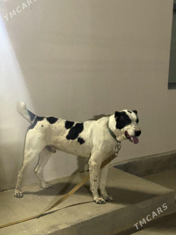 Alabay gujik it - Ашхабад - img 1