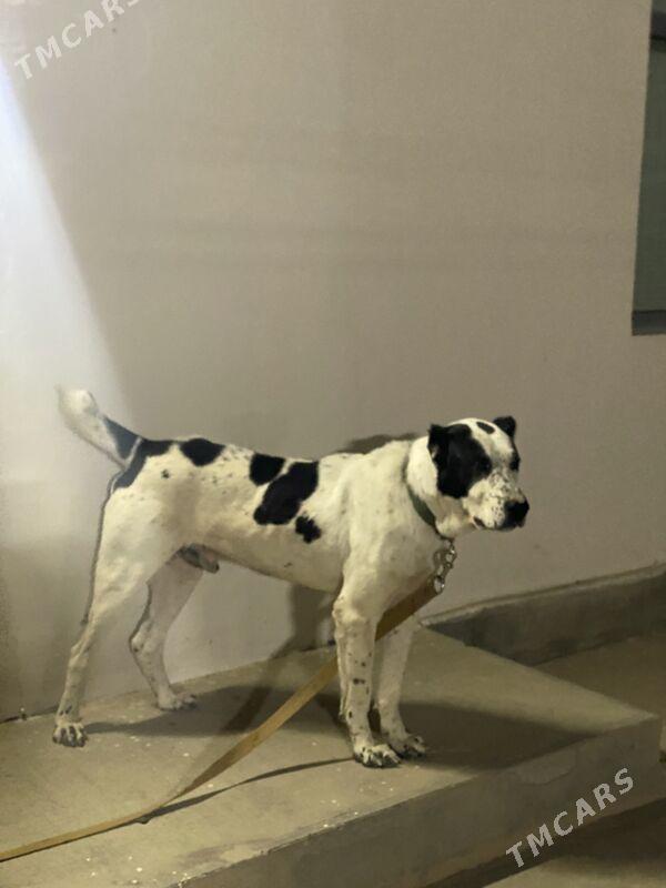 Alabay gujik it - Ашхабад - img 2