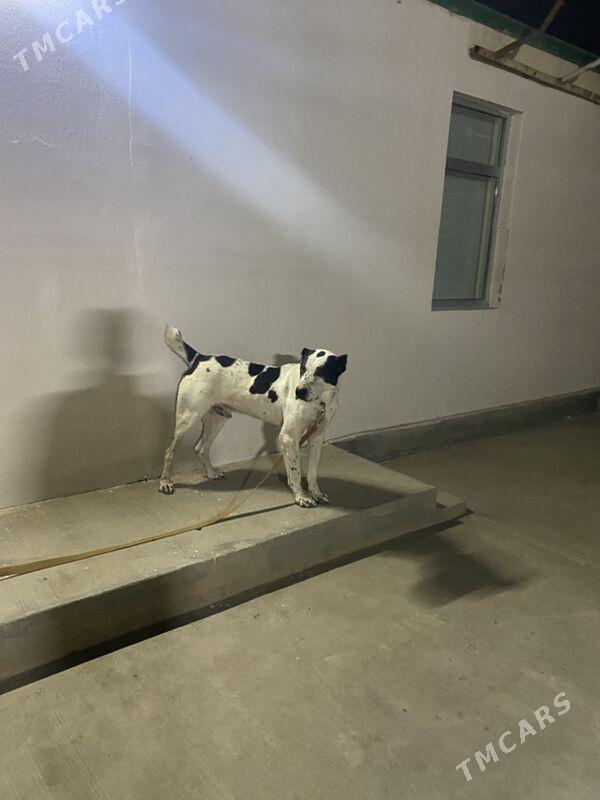 Alabay gujik it - Ашхабад - img 4