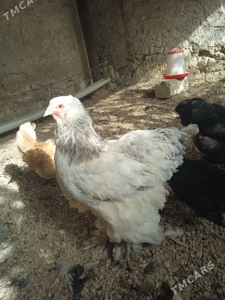 arginal brama - Балканабат - img 4