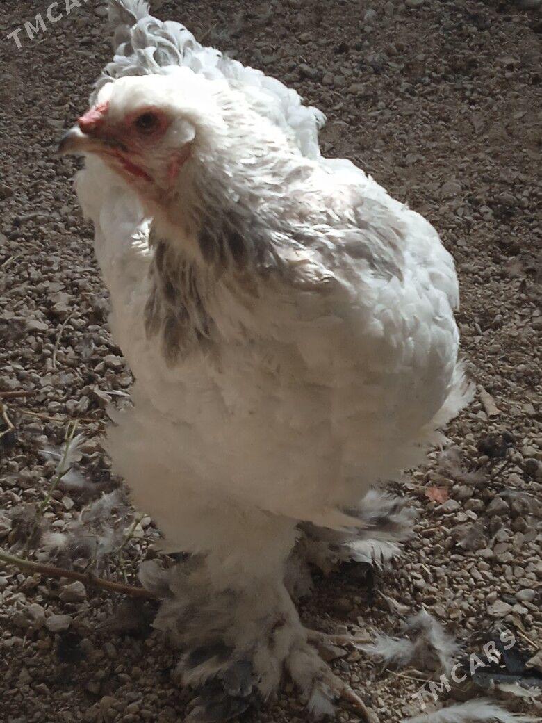 arginal brama - Балканабат - img 2